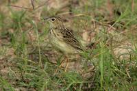 *NEW* Yellowish Pipit