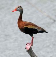 Black-bellied Whistling Duck (photo by Howard Eskin)