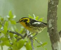 Blackburnian Warbler