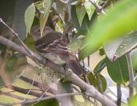 Rufous-crowned elaenia building nest