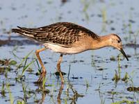 Ruff. Photo by Greg Gillson