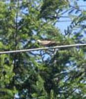 Eurasian Collared-Dove. Photo by David Smith