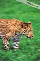 Leopard (Panthera pardus) photo