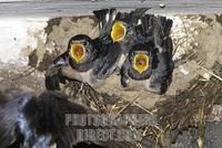 Barn swallows ( Hirundo rustica ) , cow barn stock photo