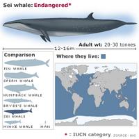 Sei whale