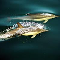 Common Dolphin