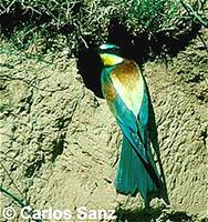 European bee-eater (Merops apiaster)