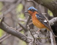 White-throated rock thrush C20D 03744.jpg