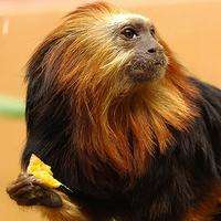 golden-lion-tamarin