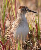 Long-toed Stint Calidris subminuta 종달도요