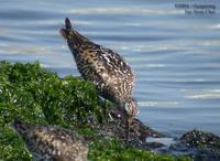 Great Knot Calidris tenuirostris 붉은어깨도요