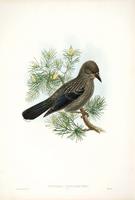 Hart after Gould Nutcracker (young) (Nucifraga caryocatactes)