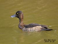 검은머리흰죽지(Aythya marila)  (Greater Scaup)