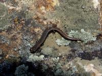 : Batrachoseps simatus; Kern Canyon Slender Salamander