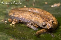 : Bolitoglossa altamazonica