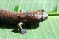 : Bolitoglossa dofleini; Giant Palm Salamander