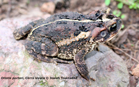 : Bufo porteri