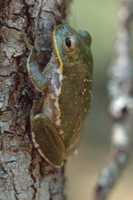 : Hyla squirella; Squirrel Treefrog