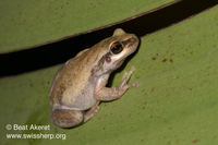 : Litoria dentata; Bleating Tree Frog