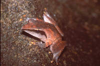 : Philautus cuspis