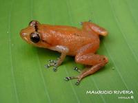 : Pristimantis gularis