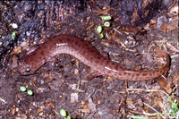 : Pseudotriton ruber vioscai; Southern Red Salamander