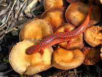 : Pseudotriton ruber ruber; Northern Red Salamander