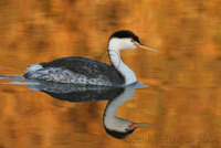 : Aechmophorus clarkii; Clark's Grebe