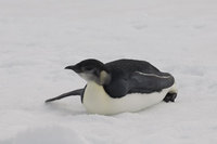 : Aptenodytes forsteri; Emperor Penguin
