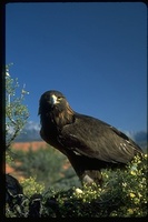 : Aquila chrysaetos; Golden Eagle
