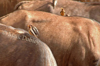 : Buphagus africanus; Yellow-billed Oxpecker