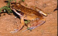 : Rana temporalis