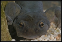 : Ranodon sibiricus; Semirechensk Salamander