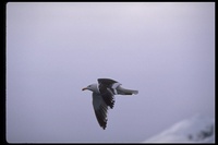 : Larus dominicanus; Kelp Gull