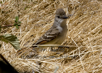 : Myiarchus cinerascens; Ash-throated Flycatcher