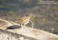 : Prunella modularis; Dunnock