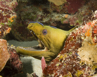 : Gobiosoma oceanops; Neon Goby