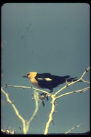 : Xanthocephalus xanthocephalus; Yellow-headed Blackbird