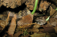 : Acanthophis antarcticus; Australian Death Adder