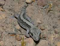 : Diplodactylus granarensis