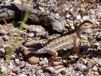 : Holbrookia maculata; Lesser Earless Lizard