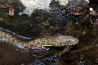 : Thamnophis ruftipunctatus; Narrow Headed Garter Snake