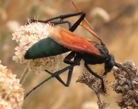 : Pepsis thisbe; Tarantula Hawk