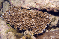 : Acropora granulosa