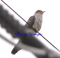 뻐꾸기(Common Cuckoo)