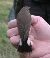 Taiga Flycatcher