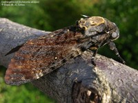 Dødningehoved (Acherontia atropos)