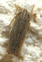Arocephalus longiceps