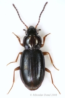 Phyla obtusa