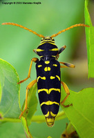 Plagionotus arcuatus